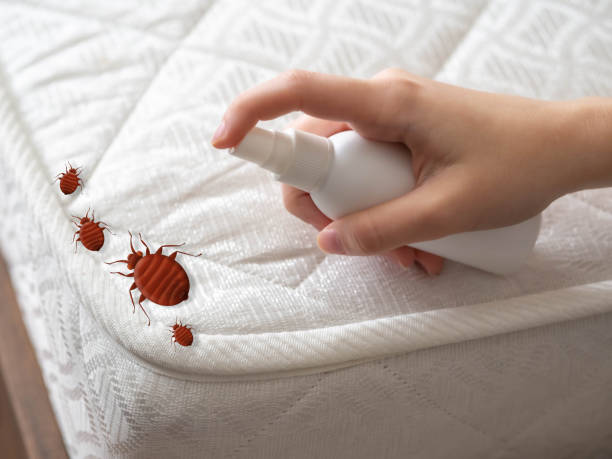 Reliable Brocton, NY Pest Control Solutions